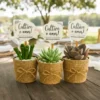 30 Lembrancinhas Casamento Mini Suculentas Personalizadas